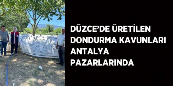 DÜZCE’DE ÜRETİLEN DONDURMA KAVUNLARI ANTALYA PAZARLARINDA