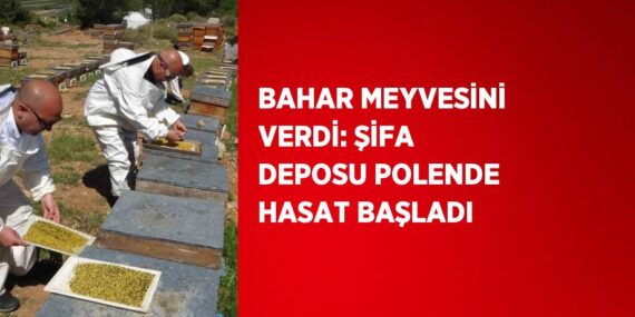 BAHAR MEYVESİNİ VERDİ: ŞİFA DEPOSU POLENDE HASAT BAŞLADI