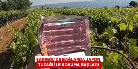 SARIGÖL’DE BAĞLARDA JAPON TUZAĞI İLE KORUMA BAŞLADI