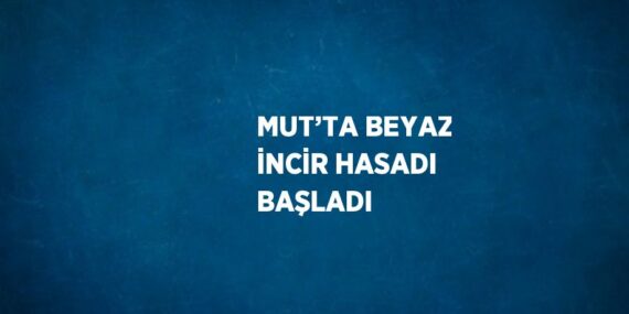 MUT’TA BEYAZ İNCİR HASADI BAŞLADI