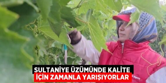 SULTANİYE ÜZÜMÜNDE KALİTE İÇİN ZAMANLA YARIŞIYORLAR