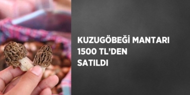 26443261792291129239