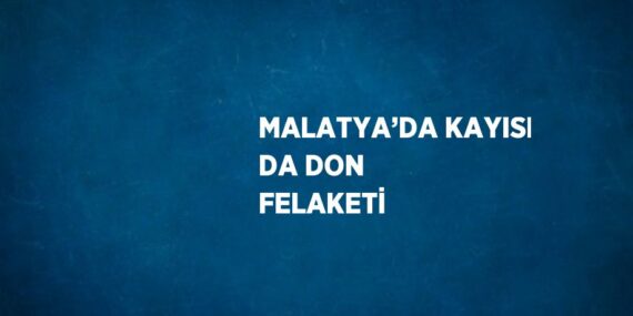 MALATYA’DA KAYISI DA DON FELAKETİ