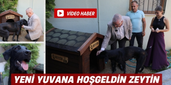 YENİ YUVANA HOŞGELDİN ZEYTİN