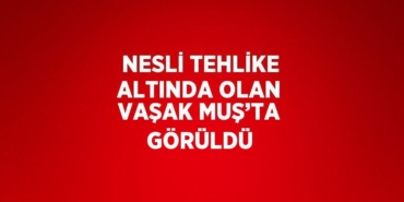 26534280373028227410tasarimli