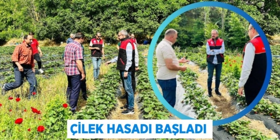 ÇİLEK HASADI BAŞLADI