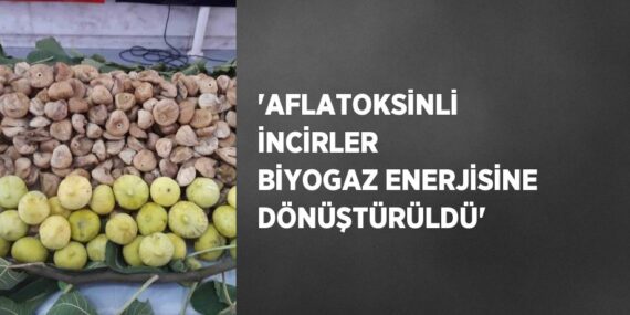 ‘AFLATOKSİNLİ İNCİRLER BİYOGAZ ENERJİSİNE DÖNÜŞTÜRÜLDÜ’