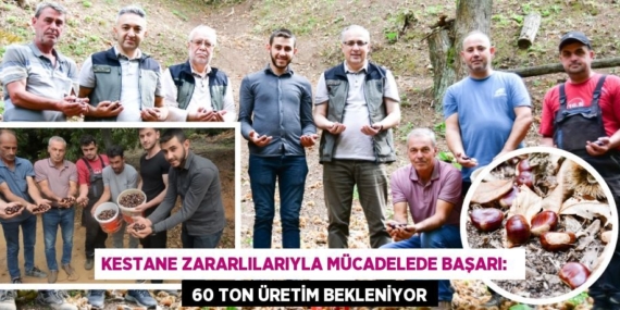 KESTANE ZARARLILARIYLA MÜCADELEDE BAŞARI:    60 TON ÜRETİM BEKLENİYOR
