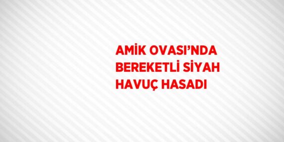 AMİK OVASI’NDA BEREKETLİ SİYAH HAVUÇ HASADI