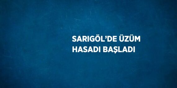 SARIGÖL’DE ÜZÜM HASADI BAŞLADI