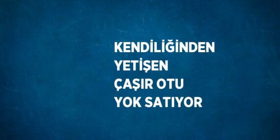 KENDİLİĞİNDEN YETİŞEN ÇAŞIR OTU YOK SATIYOR
