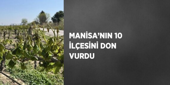 MANİSA’NIN 10 İLÇESİNİ DON VURDU