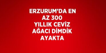 26670227092356431705tasarimli