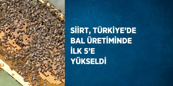 SİİRT, TÜRKİYE’DE BAL ÜRETİMİNDE İLK 5’E YÜKSELDİ