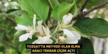 26732252542929427438tasarimli