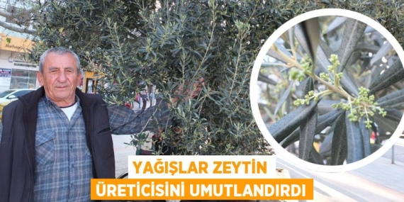 YAĞIŞLAR ZEYTİN ÜRETİCİSİNİ UMUTLANDIRDI