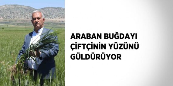 ARABAN BUĞDAYI ÇİFTÇİNİN YÜZÜNÜ GÜLDÜRÜYOR