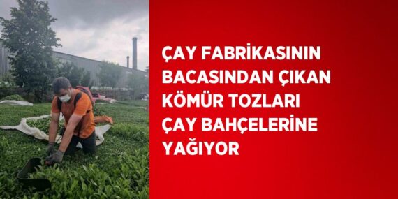 ÇAY FABRİKASININ BACASINDAN ÇIKAN KÖMÜR TOZLARI ÇAY BAHÇELERİNE YAĞIYOR