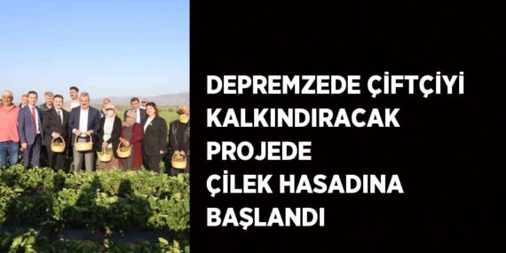DEPREMZEDE ÇİFTÇİYİ KALKINDIRACAK PROJEDE ÇİLEK HASADINA BAŞLANDI