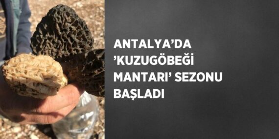 ANTALYA’DA ’KUZUGÖBEĞİ MANTARI’ SEZONU BAŞLADI