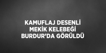 26842309812306029388tasarimli