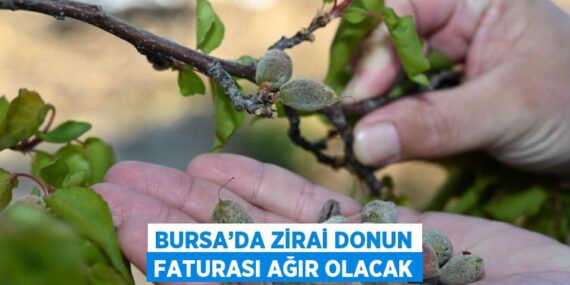BURSA’DA ZİRAİ DONUN FATURASI AĞIR OLACAK