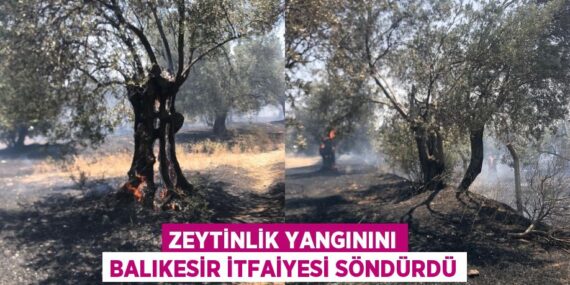 ZEYTİNLİK YANGININI BALIKESİR İTFAİYESİ SÖNDÜRDÜ