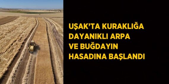 UŞAK’TA KURAKLIĞA DAYANIKLI ARPA VE BUĞDAYIN HASADINA BAŞLANDI