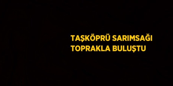 TAŞKÖPRÜ SARIMSAĞI TOPRAKLA BULUŞTU
