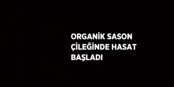 ORGANİK SASON ÇİLEĞİNDE HASAT BAŞLADI