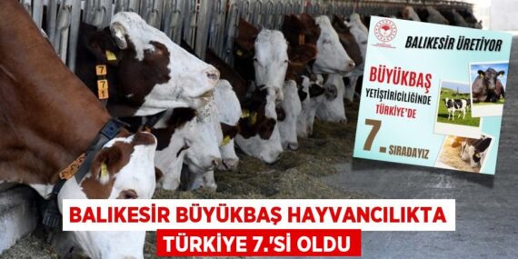 Balıkesir Büyükbaş Hayvancılıkta Türkiye 7.’si Oldu