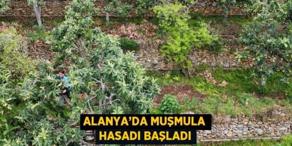 ALANYA’DA MUŞMULA HASADI BAŞLADI