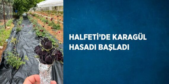 HALFETİ’DE KARAGÜL HASADI BAŞLADI