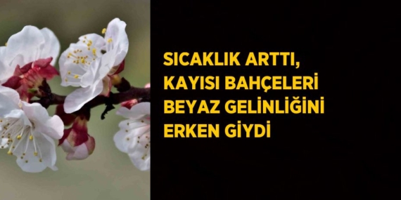 SICAKLIK ARTTI, KAYISI BAHÇELERİ BEYAZ GELİNLİĞİNİ ERKEN GİYDİ