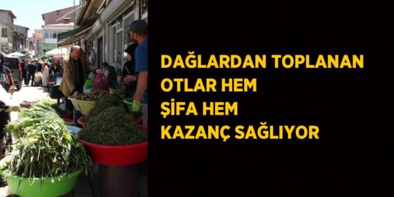 DAĞLARDAN TOPLANAN OTLAR HEM ŞİFA HEM KAZANÇ SAĞLIYOR