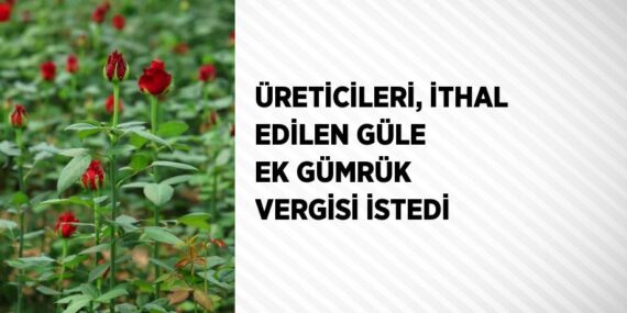 ÜRETİCİLERİ, İTHAL EDİLEN GÜLE EK GÜMRÜK VERGİSİ İSTEDİ