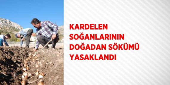 KARDELEN SOĞANLARININ DOĞADAN SÖKÜMÜ YASAKLANDI