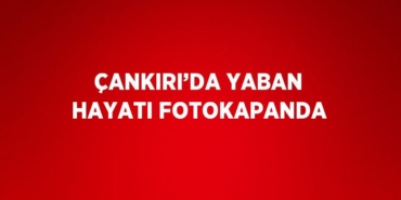 27130227952691220391tasarimli