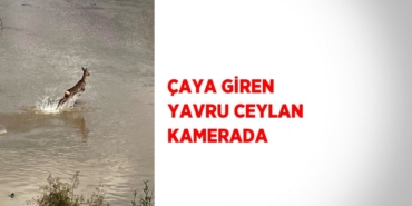 27144287462129021423