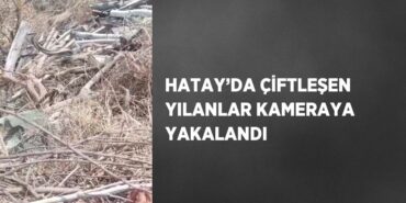 27155300732747522603