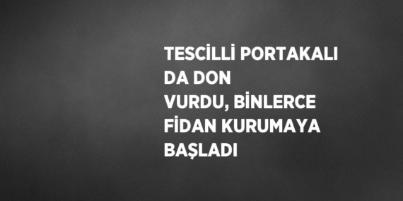 TESCİLLİ PORTAKALI DA DON VURDU, BİNLERCE FİDAN KURUMAYA BAŞLADI