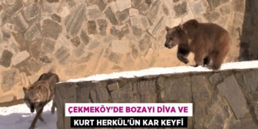 27241203882977127751tasarimli