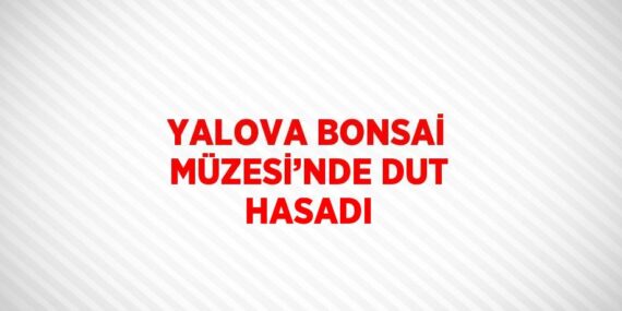YALOVA BONSAİ MÜZESİ’NDE DUT HASADI