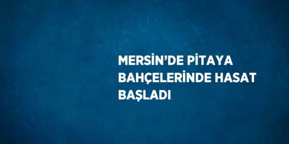 MERSİN’DE PİTAYA BAHÇELERİNDE HASAT BAŞLADI