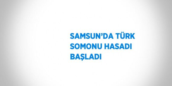 SAMSUN’DA TÜRK SOMONU HASADI BAŞLADI