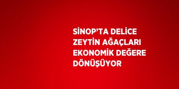 SİNOP’TA DELİCE ZEYTİN AĞAÇLARI EKONOMİK DEĞERE DÖNÜŞÜYOR
