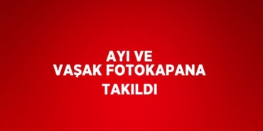 27301251522234424864tasarimli