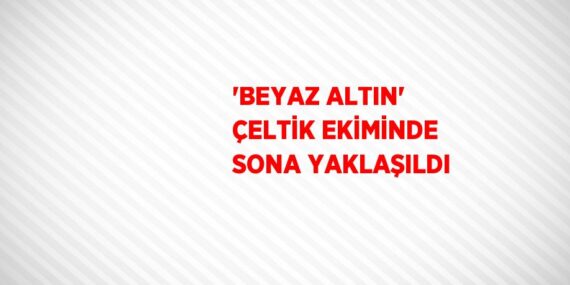 ‘BEYAZ ALTIN’ ÇELTİK EKİMİNDE SONA YAKLAŞILDI