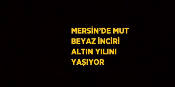 MERSİN’DE MUT BEYAZ İNCİRİ ALTIN YILINI YAŞIYOR