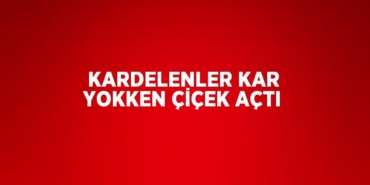 27424294082183223594tasarimli